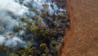 ‘Encouraging’: Global rainforest loss slows in 2025 after record year | Climate Crisis News