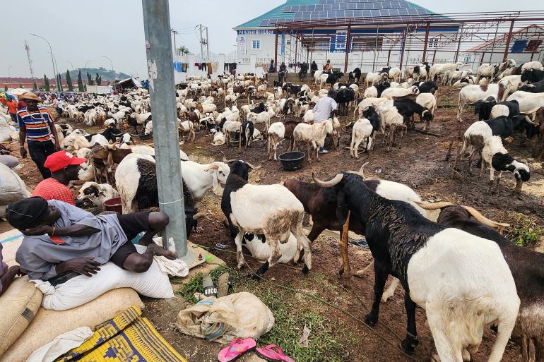 Mallam Ibrahim, a livestockseller exhausted the kubwa market lieng on the animals' feeds due to lack of customers