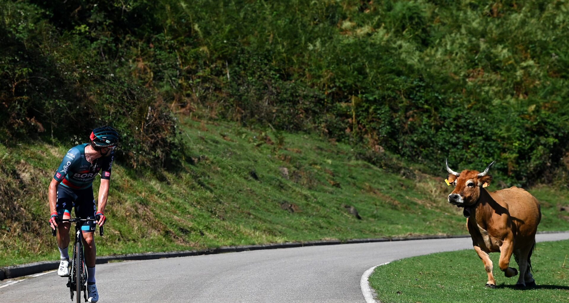 Do cows pose a danger to cyclists?