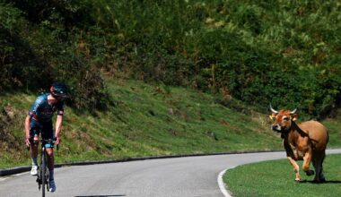 Do cows pose a danger to cyclists?