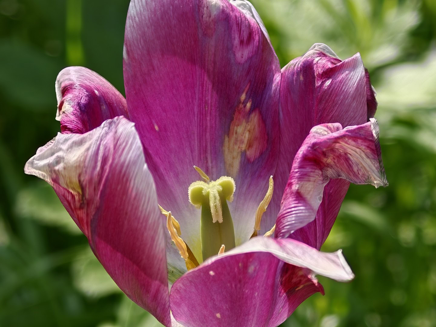 OPPO Find X9 Ultra flower macro 10x