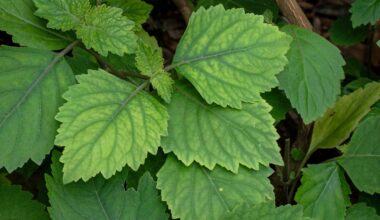 Patchouli oil shows surprising power against mosquitoes