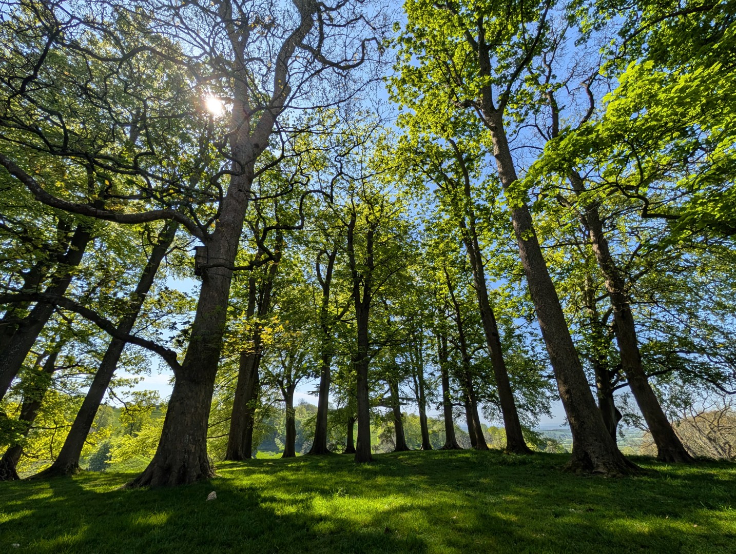 Pixel 10 Pro XL HDR woods ultrawide