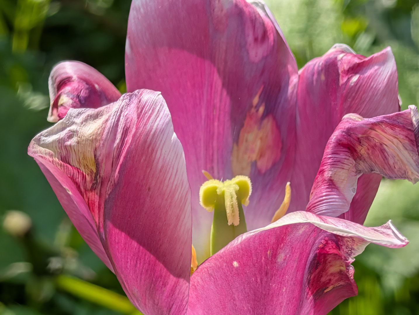 Pixel 10 Pro XL flower macro 10x