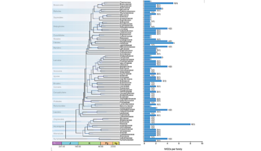 Plants Survived The Dinosaur-killing Asteroid By Duplicating Genomes