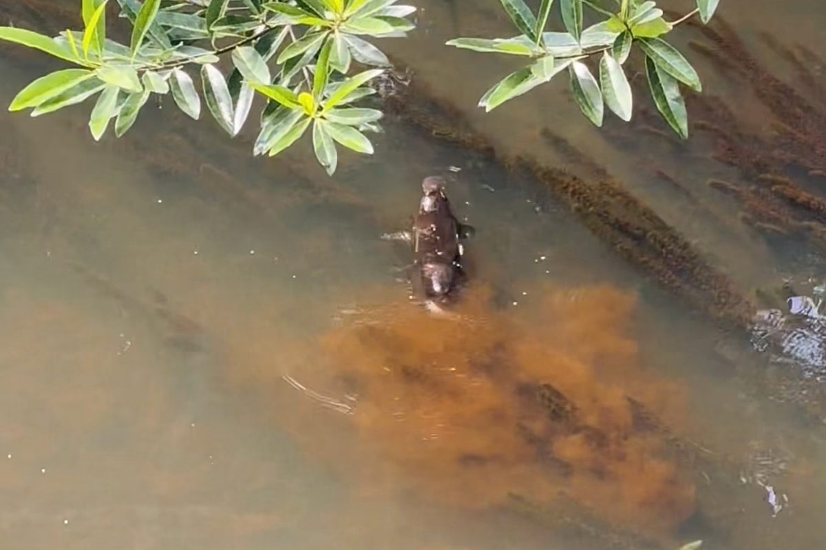 Platypus in Maleny, Australia