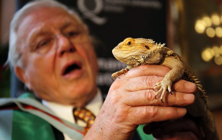 Veteran broadcaster and naturalist Sir David Attenborough with an Australian bearded dragon after receiving an honorary degree from Queen's University in Belfast for exceptional services to science and broadcasting.