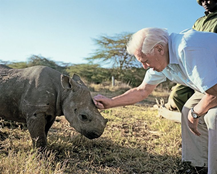 Programme Name: Africa - TX: n/a - Episode: The Future (No. 6) - Embargoed for publication until: n/a - Picture Shows: SIR DAVID ATTENBOROUGH WITH A THREE MONTH OLD BLIND BLACK RHINO ??? LEWA WILDLIFE CONSERVANCY, KENYA - (C) BBC/David Chancellor - Photographer: David Chancellor