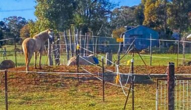 Man fined $4,000 after fencing off community tennis court to house his horses