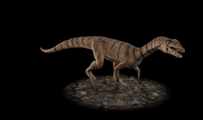 Video of 3D model of reconstruction of Labrujasuchus expectatus