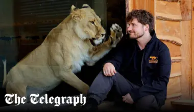 I risked my life to save lions in Ukraine. Animals are the forgotten victims of war