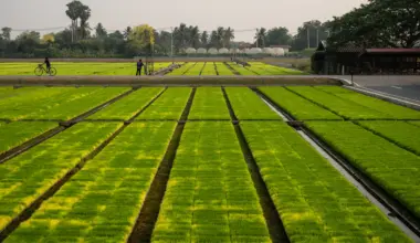 Iran war is crushing Asia’s farmers, threatening global food supply