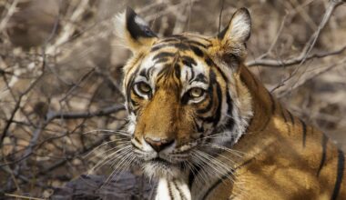 Facebook is a hub for illegal wildlife trade, and that’s by design, report says