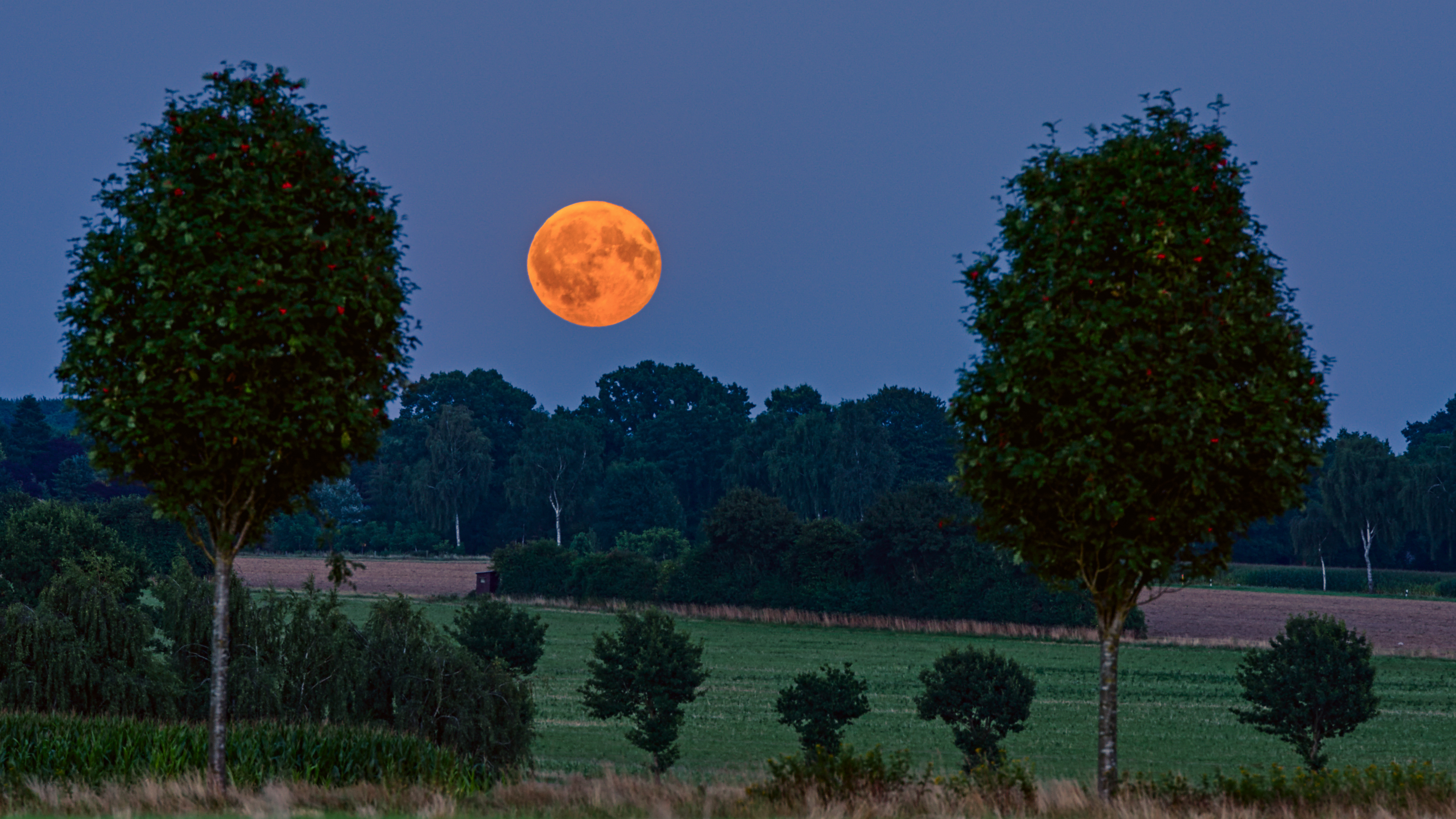 Full Moon Rising Over a Field with Trees at Dusk