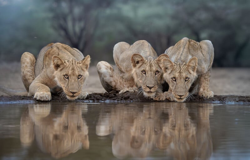 Three young lions crouch together at the edge of a waterhole, intently staring forward as they drink, with their reflections visible in the still water. The background is blurred with trees and dry ground.
