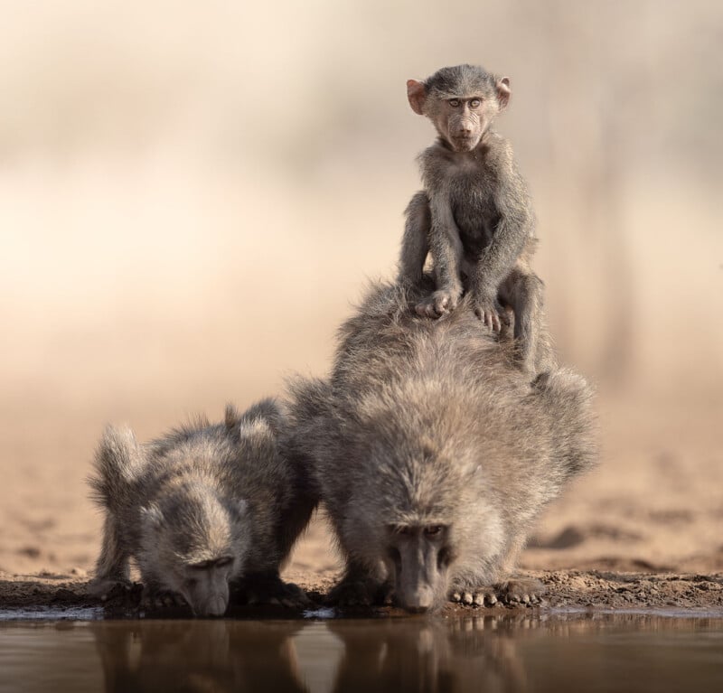 A baby baboon sits on the back of an adult baboon while another young baboon drinks water at a muddy waterhole in a dry, natural environment.