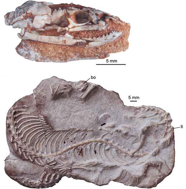 Two fossils above and below each other, both showing skeletal remains of snakes