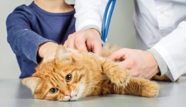 Veterinarian Examining Cat Animal Hospital