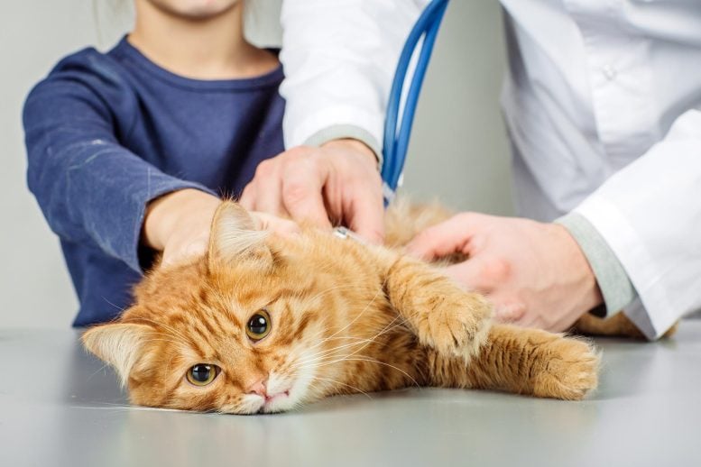 Veterinarian Examining Cat Animal Hospital