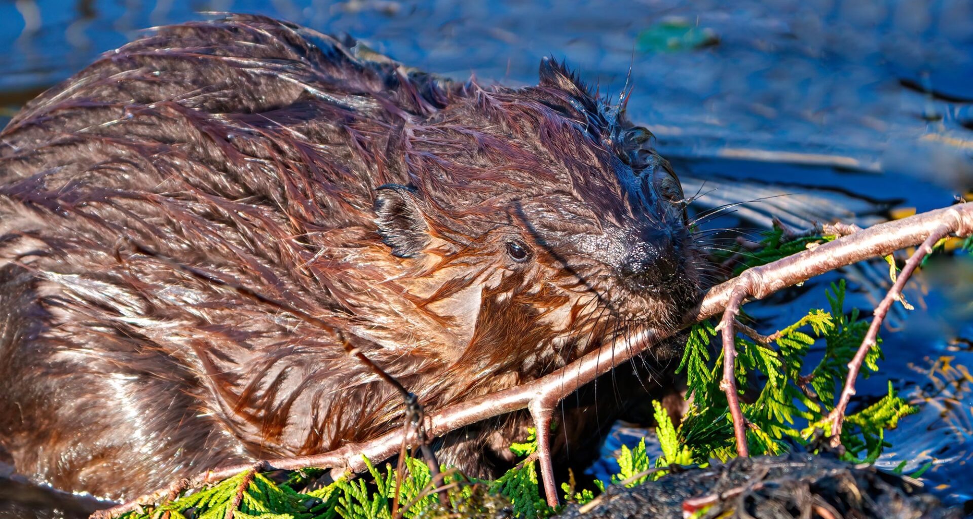 Wet Beaver Building Dam