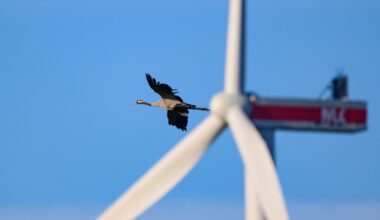 Birds avoid wind turbines painted like venomous snakes