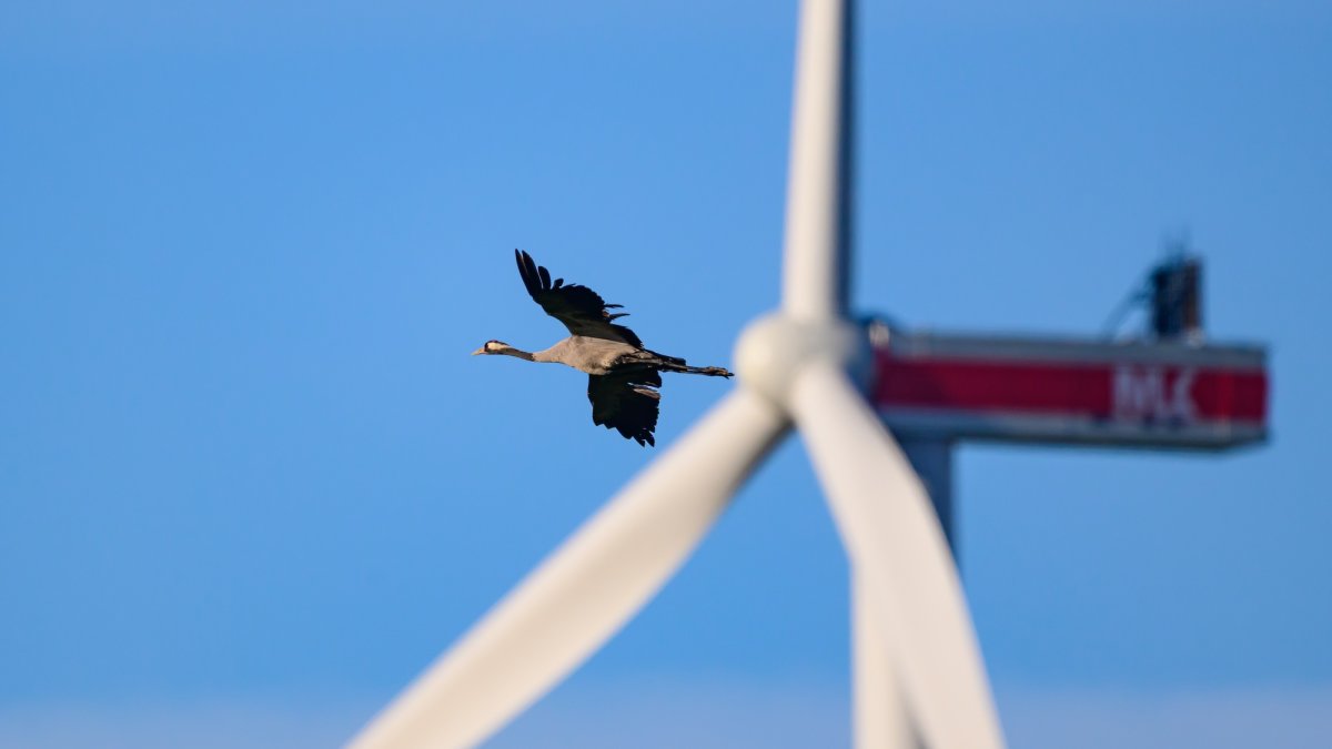 Birds avoid wind turbines painted like venomous snakes