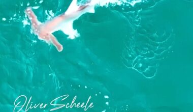 Winghead shark hunt in Australia