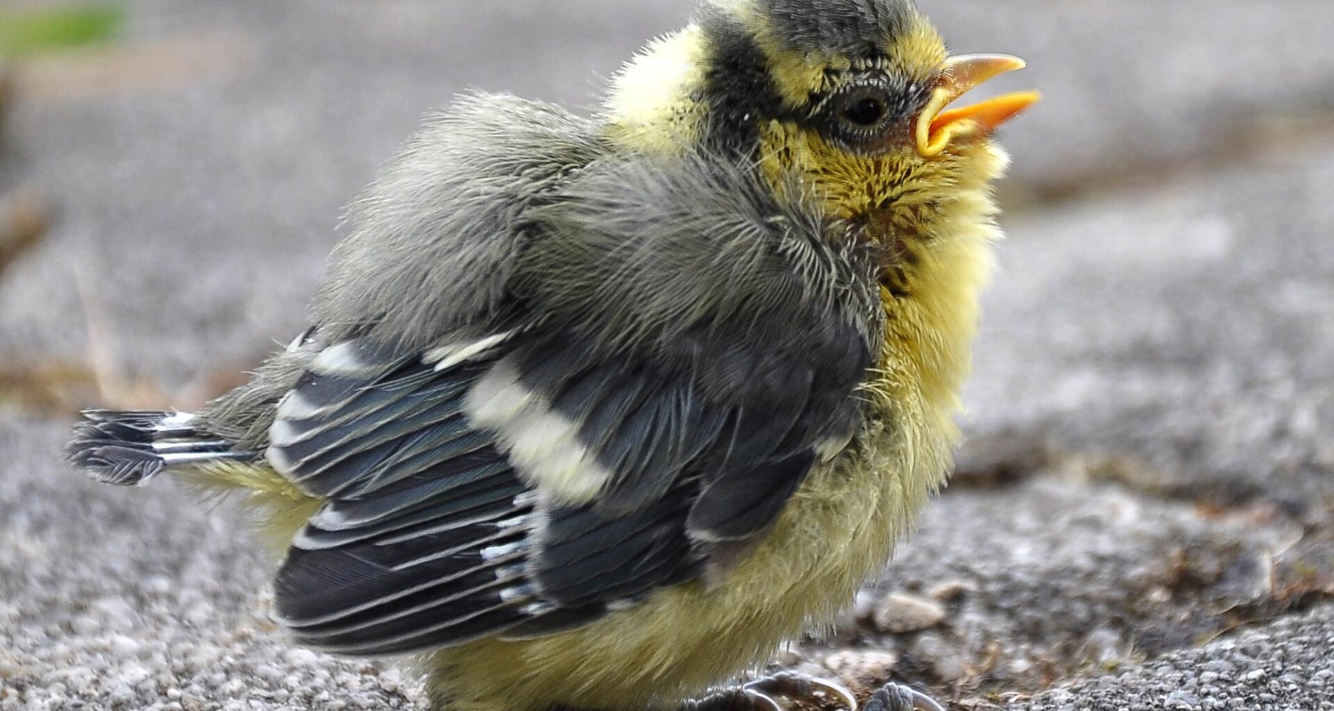 Young Blue Tit Close Up