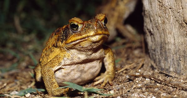 Australian-made cane toad leather ready to leap into market