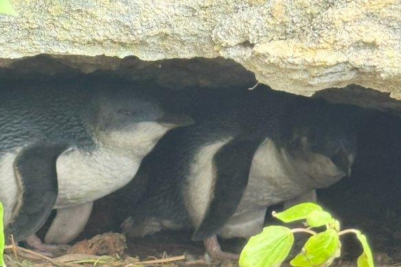 A pair of little penguins nesting near houses on Addison Road, Manly, in May 2026.