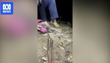 VIDEO: Hydra, a female platypus, was among four released into the Royal National Park this week. - Australian Broadcasting Corporation