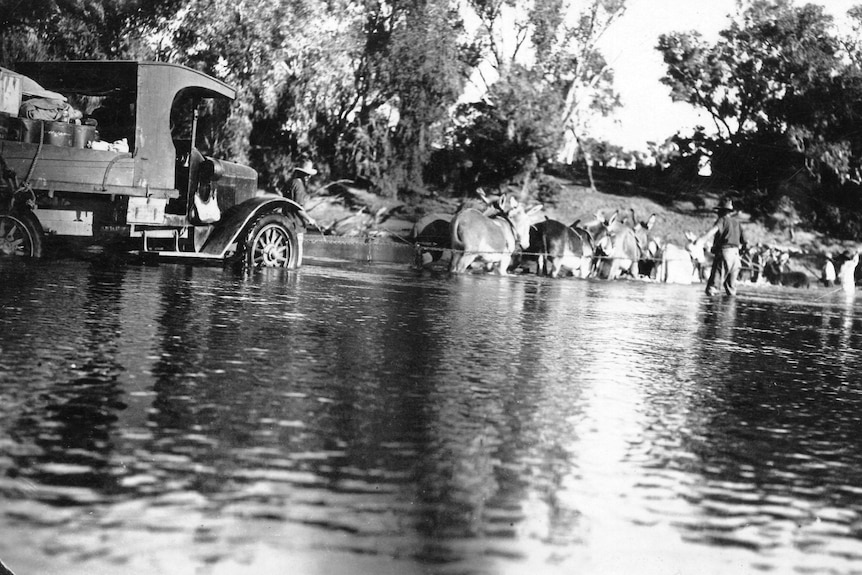 Donkeys pull a car up to its wheels in water