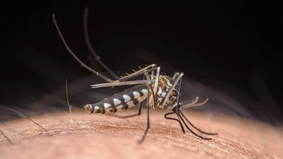 Asian tiger mosquito.