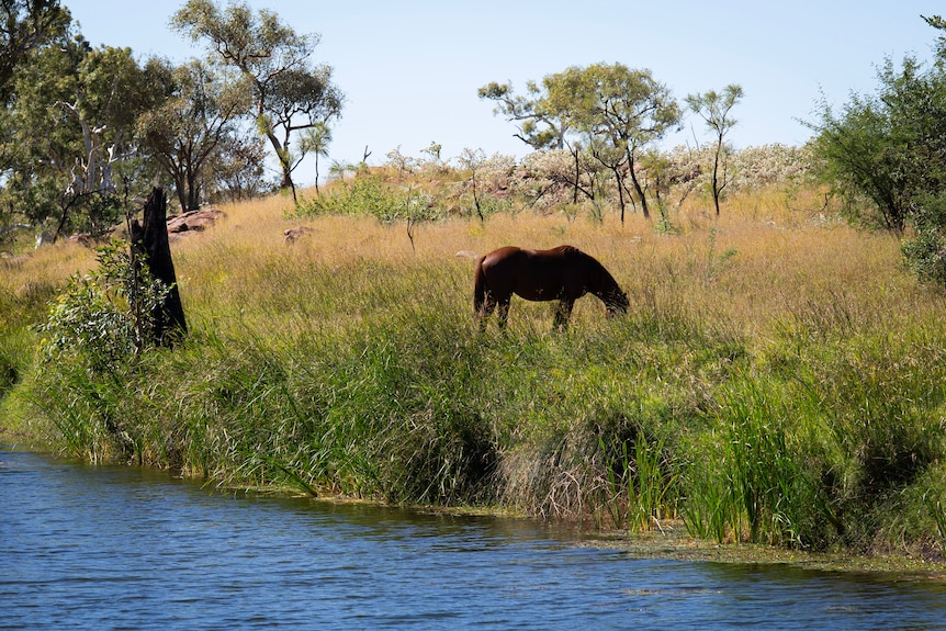Horse with head down in long grass besides river.