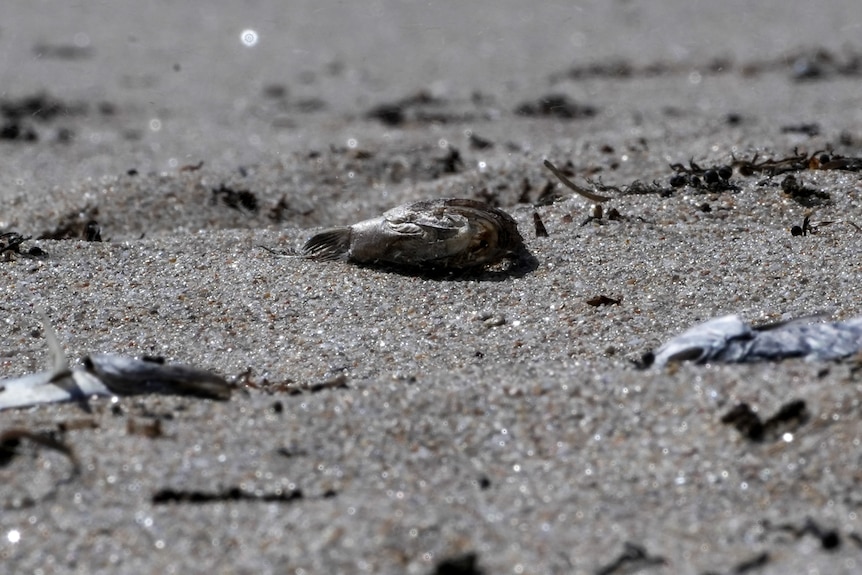 dead, dried up fishes on sand