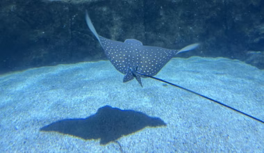Kids News: Endangered eagle ray pups born at Oz aquarium