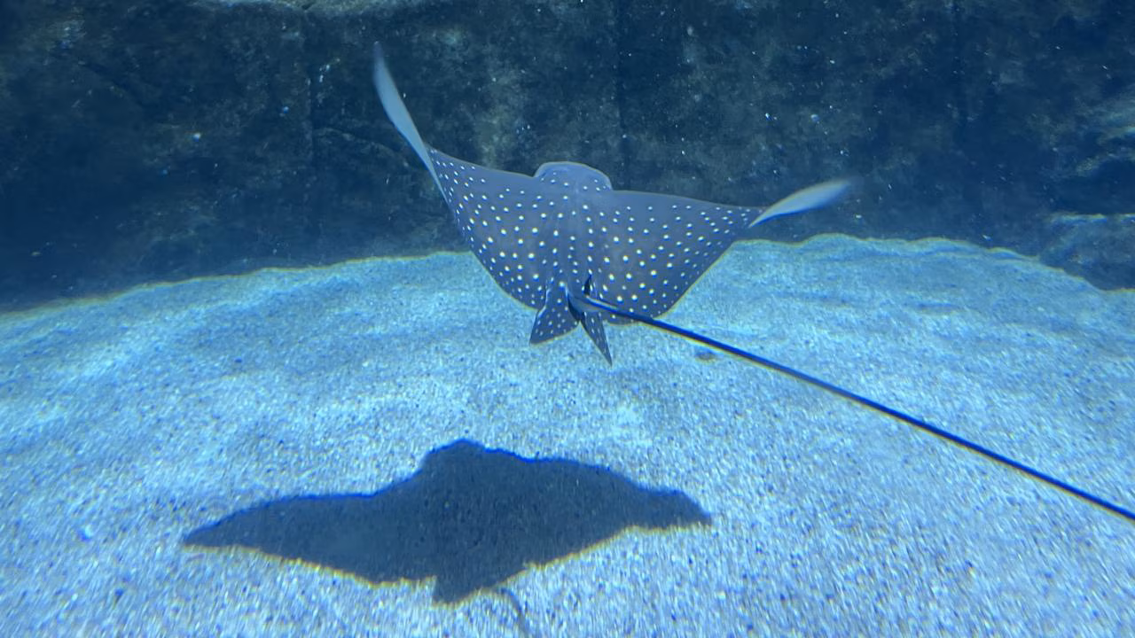 Kids News: Endangered eagle ray pups born at Oz aquarium