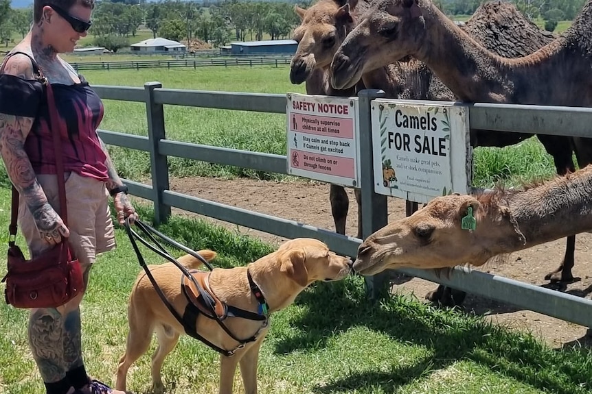 A dog warily sniffs a camel which is leaning down to inspect him