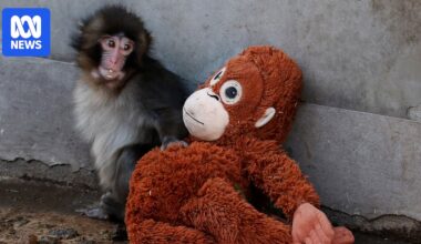Two men arrested over stunt as man breaks into enclosure of Punch the monkey