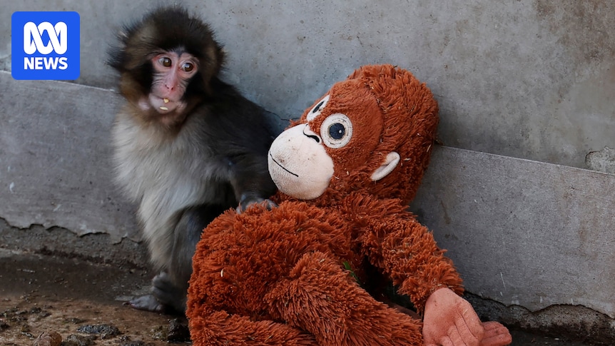 Two men arrested over stunt as man breaks into enclosure of Punch the monkey