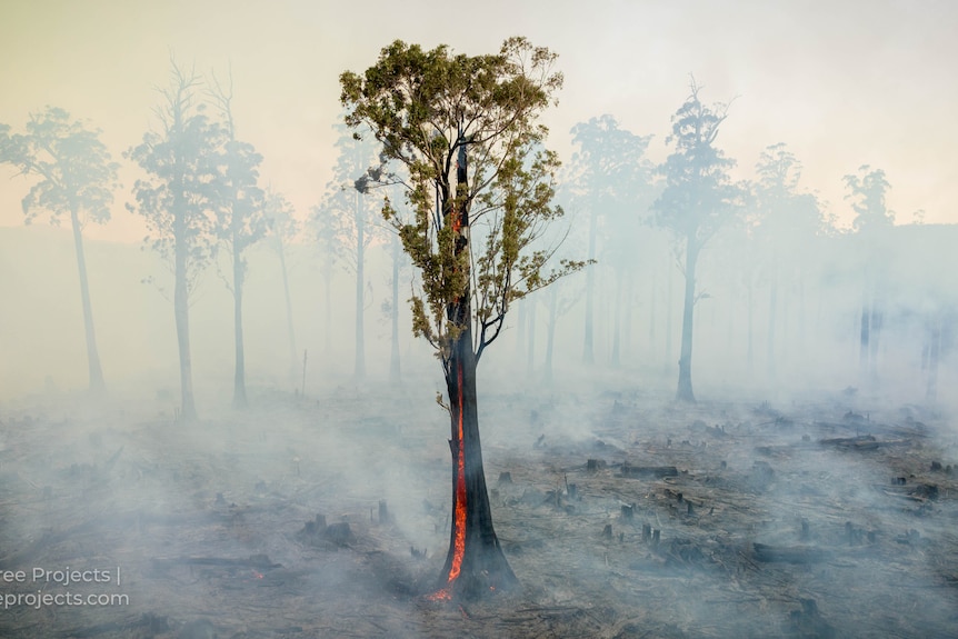A tree burning.