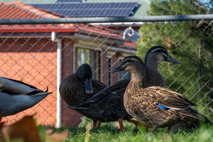 Ducks