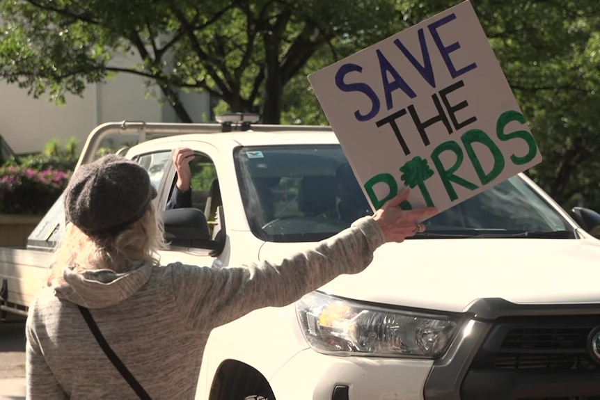 A woman holds a sign saying SAVE THE BIRDS up to a ute