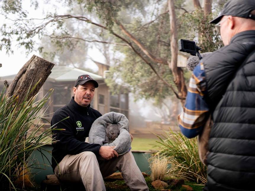 A man holding a wombat and being filmed by a camera man