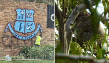 Koala found during controversial clearing of trees at Ormiston College, Queensland