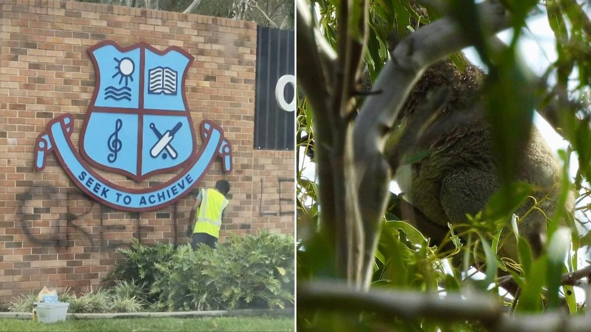 Koala found during controversial clearing of trees at Ormiston College, Queensland