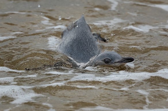 The juvenile swims near the shore before heading out to sea.