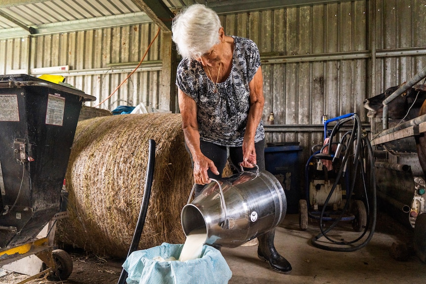 An elderly woman pours milk from a metal container into a bucket with a cloth over it.