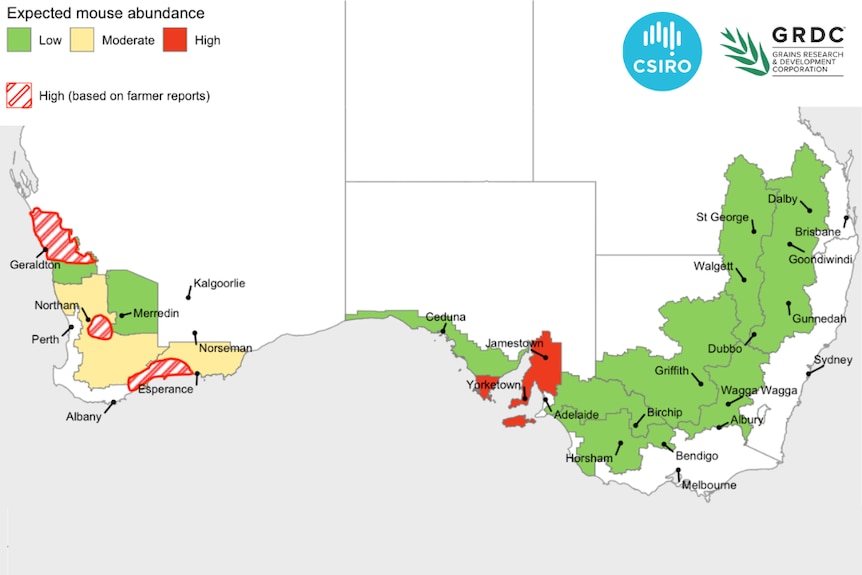 A CSIRO report from March 2026 detailing house mouse abundance across grain-growing regions.