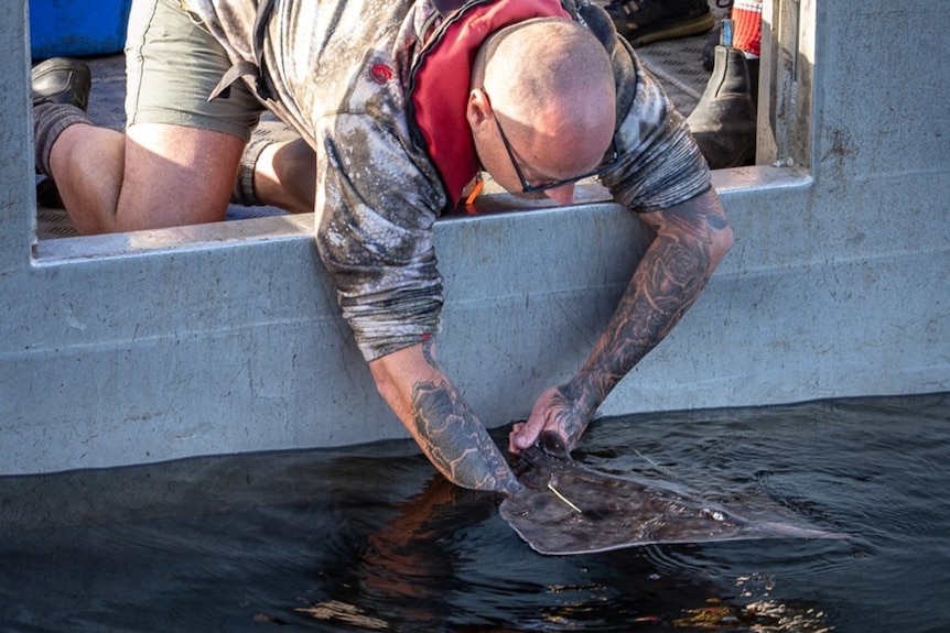 A man holds a Maugean skate in the water